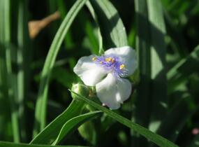 Podeňka Andersonova 'Osprey' - Tradescantia andersoniana 'Osprey'