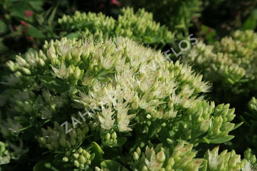 Rozchodník nachový 'Stardust' - Sedum telephium 'Stardust'