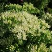Rozchodník nachový 'Stardust' - Sedum telephium 'Stardust'