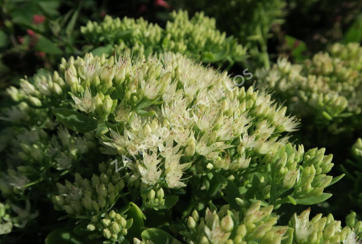 Rozchodník nachový 'Stardust' - Sedum telephium 'Stardust'