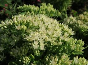 Rozchodník nachový 'Stardust' - Sedum telephium 'Stardust'