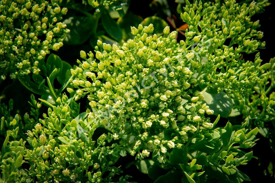 Rozchodník nachový 'Stardust' - Sedum telephium 'Stardust'