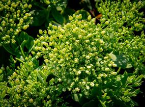 Rozchodník nachový 'Stardust' - Sedum telephium 'Stardust'