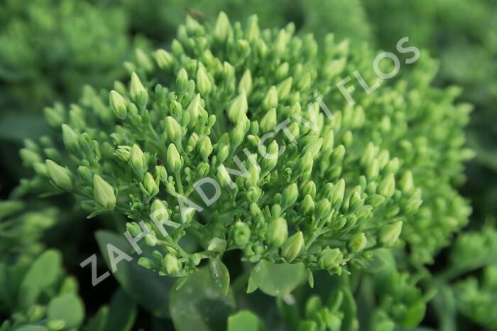 Rozchodník nachový 'Stardust' - Sedum telephium 'Stardust'