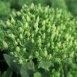 Rozchodník nachový 'Stardust' - Sedum telephium 'Stardust'