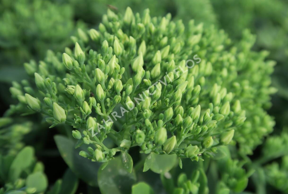 Rozchodník nachový 'Stardust' - Sedum telephium 'Stardust'