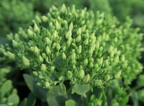 Rozchodník nachový 'Stardust' - Sedum telephium 'Stardust'