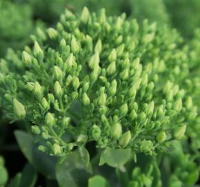 Rozchodník nachový 'Stardust' - Sedum telephium 'Stardust'