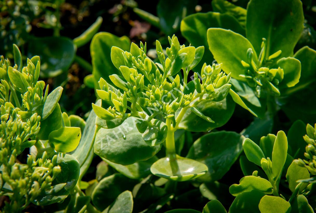 Rozchodník nachový 'Stardust' - Sedum telephium 'Stardust'