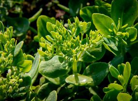 Rozchodník nachový 'Stardust' - Sedum telephium 'Stardust'