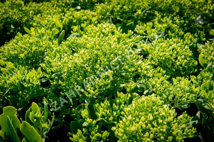 Rozchodník nachový 'Stardust' - Sedum telephium 'Stardust'