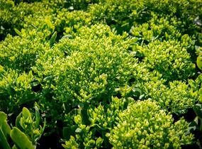 Rozchodník nachový 'Stardust' - Sedum telephium 'Stardust'