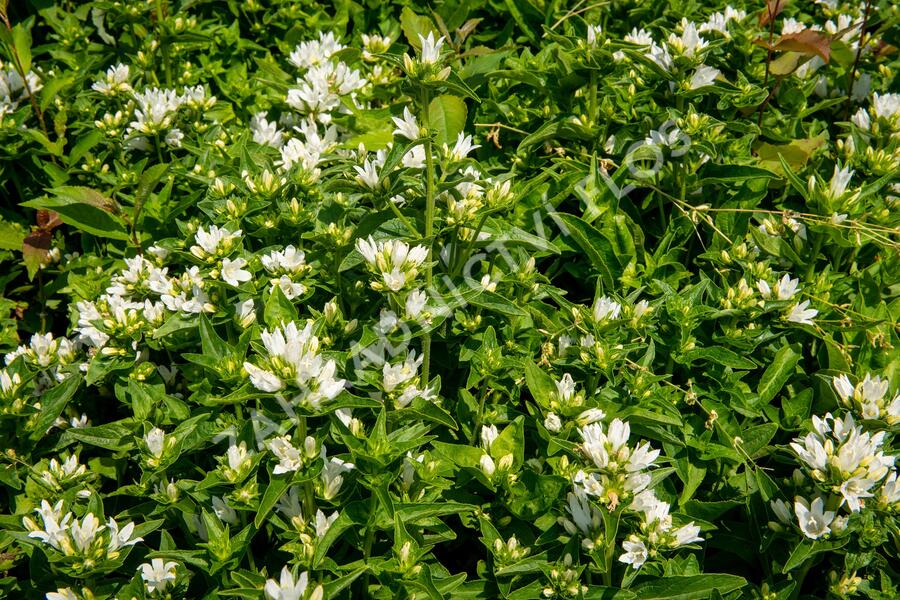 Zvonek klubkatý 'Bellefleur White' - Campanula glomerata 'Bellefleur White'