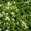 Zvonek klubkatý 'Bellefleur White' - Campanula glomerata 'Bellefleur White'