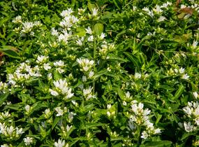 Zvonek klubkatý 'Bellefleur White' - Campanula glomerata 'Bellefleur White'