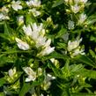 Zvonek klubkatý 'Bellefleur White' - Campanula glomerata 'Bellefleur White'