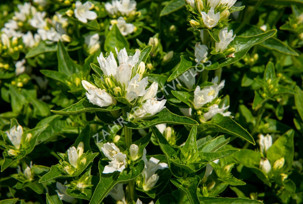 Zvonek klubkatý 'Bellefleur White' - Campanula glomerata 'Bellefleur White'