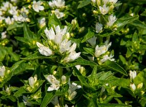 Zvonek klubkatý 'Bellefleur White' - Campanula glomerata 'Bellefleur White'