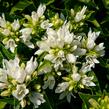 Zvonek klubkatý 'Bellefleur White' - Campanula glomerata 'Bellefleur White'