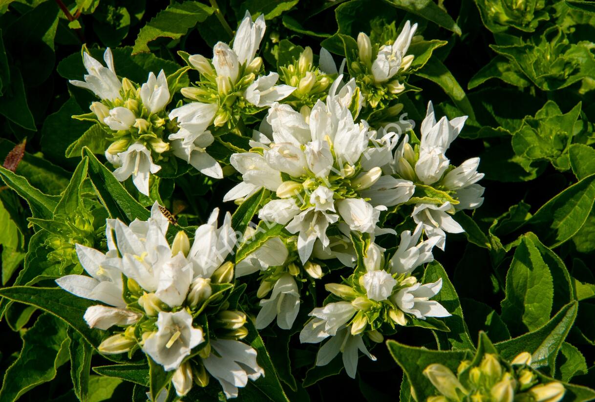 Zvonek klubkatý 'Bellefleur White' - Campanula glomerata 'Bellefleur White'