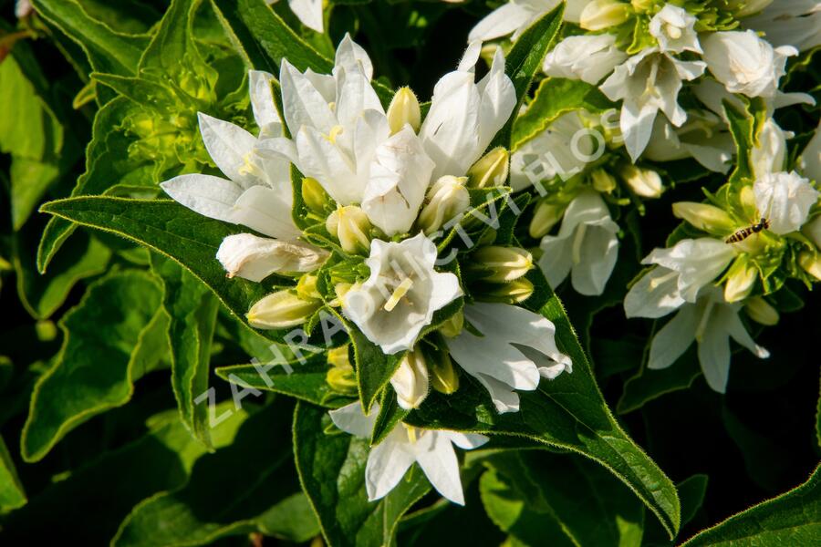 Zvonek klubkatý 'Bellefleur White' - Campanula glomerata 'Bellefleur White'