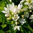 Zvonek klubkatý 'Bellefleur White' - Campanula glomerata 'Bellefleur White'