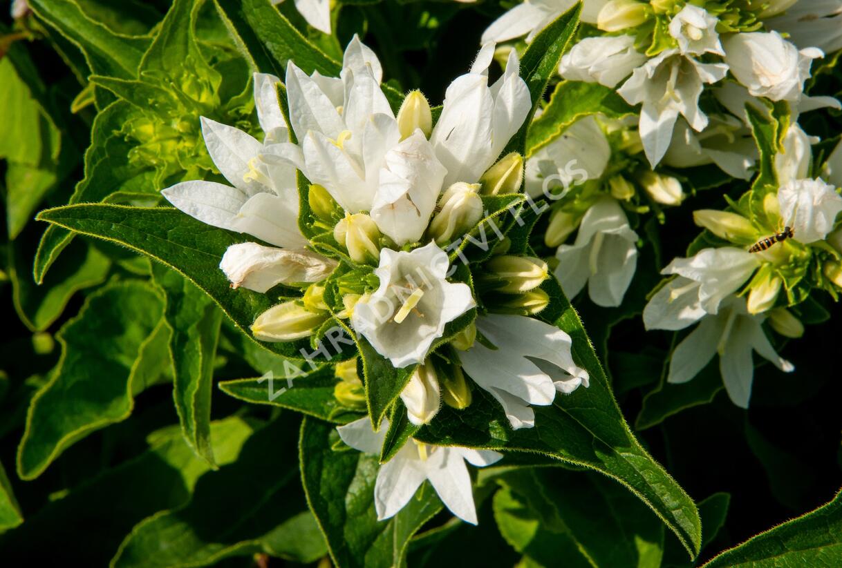 Zvonek klubkatý 'Bellefleur White' - Campanula glomerata 'Bellefleur White'