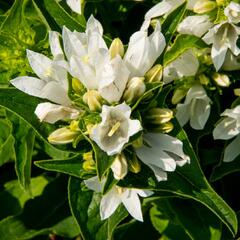 Zvonek klubkatý 'Bellefleur White' - Campanula glomerata 'Bellefleur White'