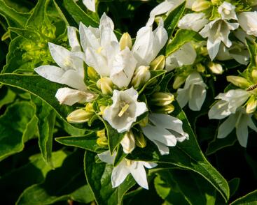 Zvonek klubkatý 'Bellefleur White'