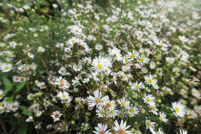 Hvězdnice Pringleova 'Monte Cassino' - Aster pringlei 'Monte Cassino'
