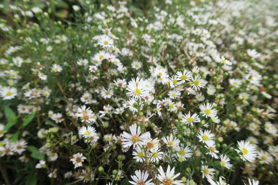 Hvězdnice Pringleova 'Monte Cassino' - Aster pringlei 'Monte Cassino'