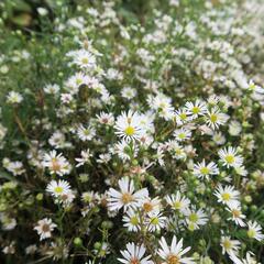 Hvězdnice Pringleova 'Monte Cassino' - Aster pringlei 'Monte Cassino'