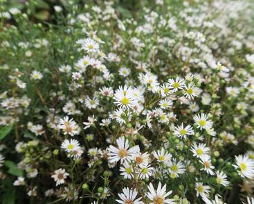 Hvězdnice Pringleova 'Monte Cassino'