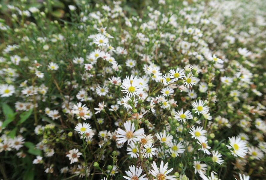 Hvězdnice Pringleova 'Monte Cassino' - Aster pringlei 'Monte Cassino'