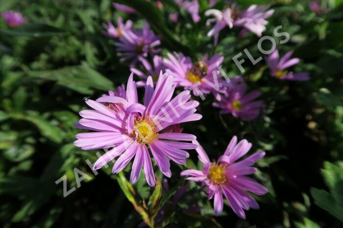 Hvězdnice novobelgická 'Patricia Ballard' - Aster novi-belgii 'Patricia Ballard'