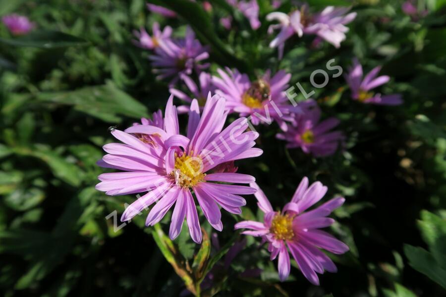 Hvězdnice novobelgická 'Patricia Ballard' - Aster novi-belgii 'Patricia Ballard'