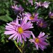 Hvězdnice novobelgická 'Patricia Ballard' - Aster novi-belgii 'Patricia Ballard'