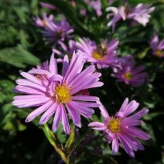 Hvězdnice novobelgická 'Patricia Ballard' - Aster novi-belgii 'Patricia Ballard'