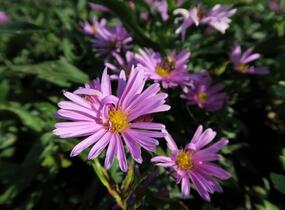 Hvězdnice novobelgická 'Patricia Ballard' - Aster novi-belgii 'Patricia Ballard'