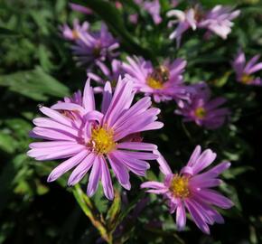 Hvězdnice novobelgická 'Patricia Ballard' - Aster novi-belgii 'Patricia Ballard'