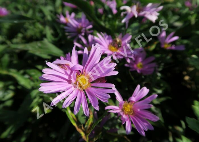 Hvězdnice novobelgická 'Patricia Ballard' - Aster novi-belgii 'Patricia Ballard'