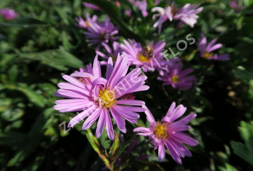 Hvězdnice novobelgická 'Patricia Ballard' - Aster novi-belgii 'Patricia Ballard'