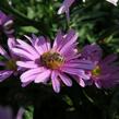 Hvězdnice novobelgická 'Patricia Ballard' - Aster novi-belgii 'Patricia Ballard'