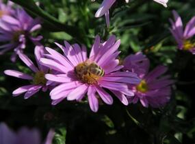 Hvězdnice novobelgická 'Patricia Ballard' - Aster novi-belgii 'Patricia Ballard'