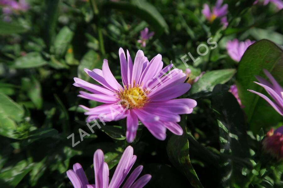 Hvězdnice novobelgická 'Patricia Ballard' - Aster novi-belgii 'Patricia Ballard'