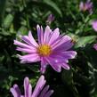 Hvězdnice novobelgická 'Patricia Ballard' - Aster novi-belgii 'Patricia Ballard'