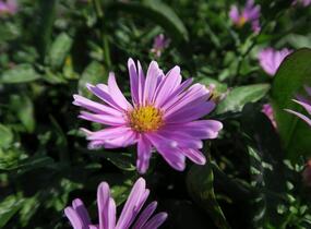 Hvězdnice novobelgická 'Patricia Ballard' - Aster novi-belgii 'Patricia Ballard'