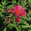 Hvězdnice novoanglická 'Alma Pötschke' - Aster novae-angliae 'Alma Pötschke'