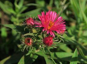 Hvězdnice novoanglická 'Alma Pötschke' - Aster novae-angliae 'Alma Pötschke'