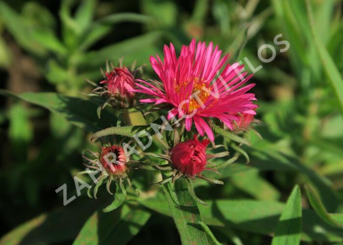 Hvězdnice novoanglická 'Alma Pötschke' - Aster novae-angliae 'Alma Pötschke'